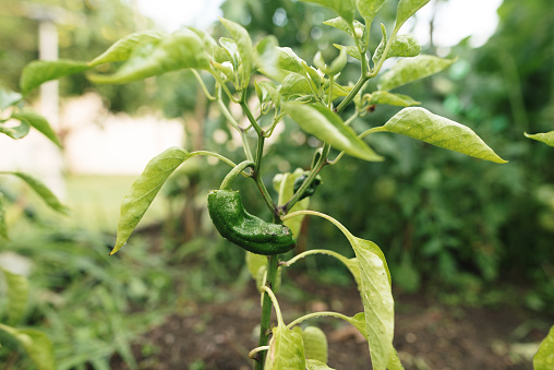 Pepper plants in an organic farm
