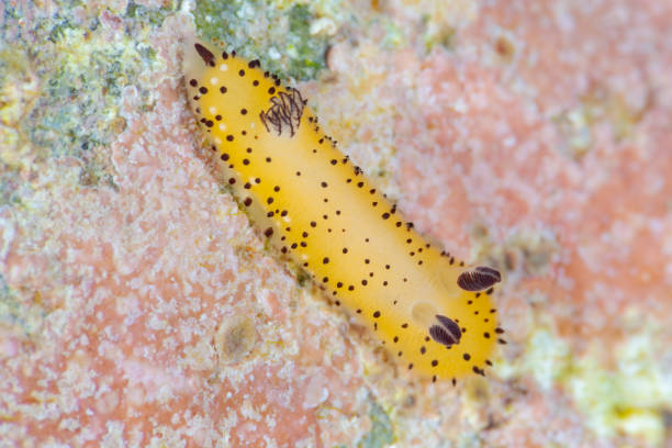 jorunna parva - nudibranch photos et images de collection