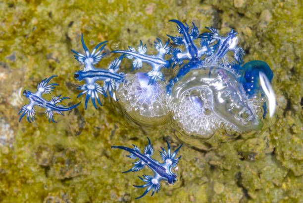 bleu dragon - nudibranch photos et images de collection