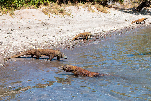 Komodo dragon