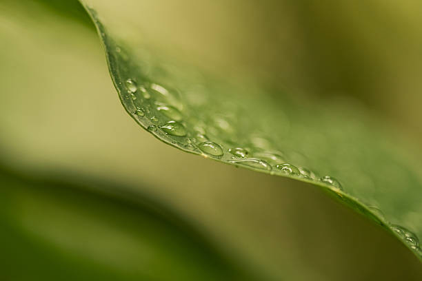 istock Macro Green Plant With Raindrops 141098203