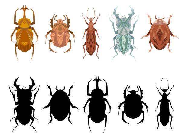 ilustraciones, imágenes clip art, dibujos animados e iconos de stock de plantilla de hoja de cálculo vectorial para lecciones preescolares. encuentra la sombra adecuada para los insectos. busque la silueta negra correcta para el objeto. juego educativo para niños. - silhouette stag beetle beetle insect