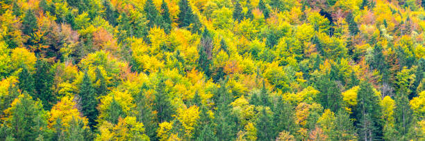 istock panoramic landscape with meadow and mountain 1410983291