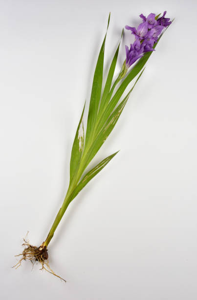 glaïeul  - flower purple gladiolus isolated photos et images de collection