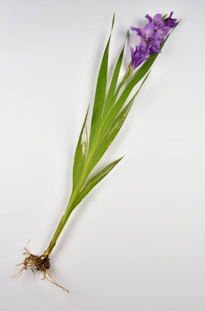 gladiolo  - flower purple gladiolus isolated foto e immagini stock
