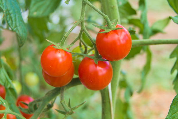 istock Bright red mini tomatoes on the branch ripe for picking 1410984628