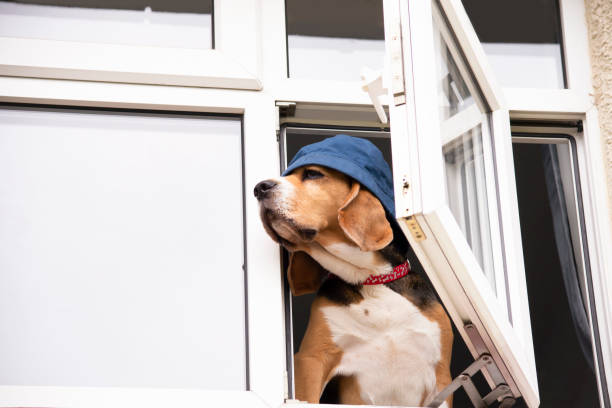 istock funny beagle dog in a blue panama looks out 1410984968
