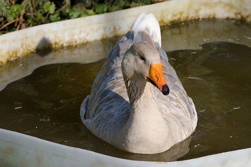 Grey and white mottled goose bathes and swims contentedly in a bathtub as a pond substitute