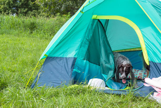 istock Camping tent and pet dog in meadow 1410987459