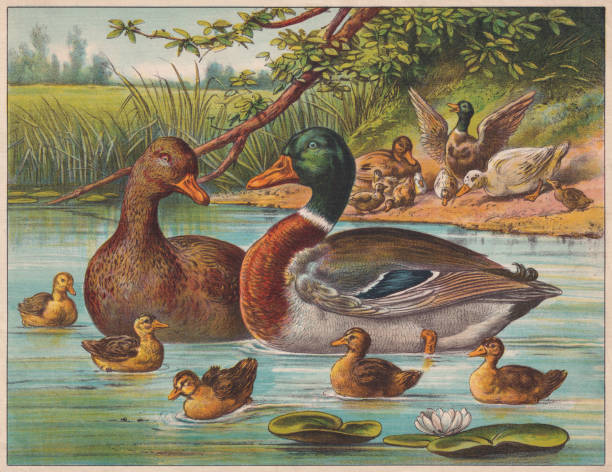 Mallards, chromolithograph, published ca. 1898 Mallards. Chromolithograph, published ca. 1898. mallard duck stock illustrations