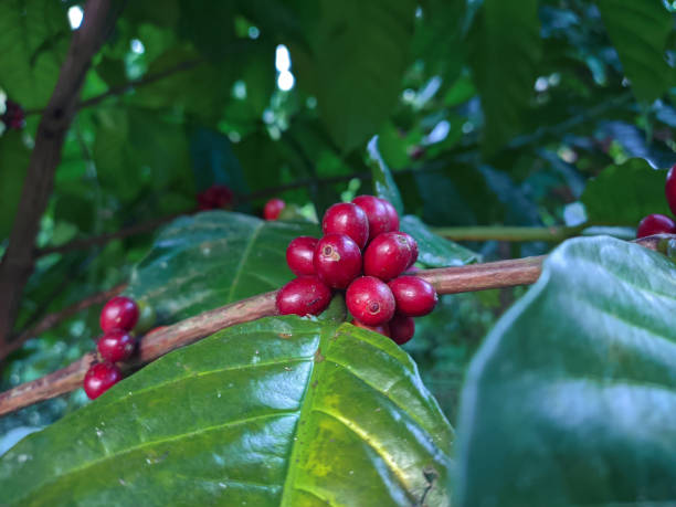 istock red Arabica coffee cherries on the tree 1410988601