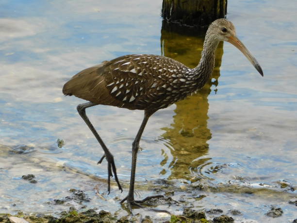 istock Limpkin Bird Foraging at Lakefront 1410988668