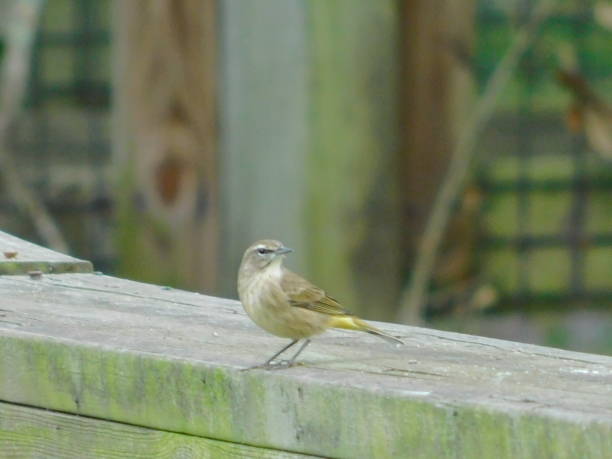 istock Orlando Birds Palm Warbler 1410988700