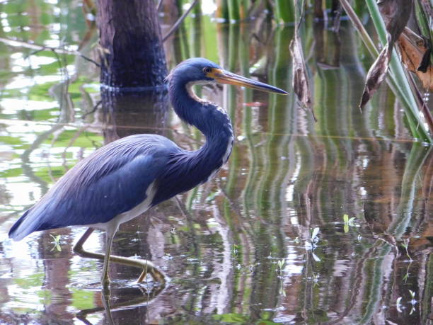 Little Blue Heron Little Blue Heron wading in water in search of a meal tricolored heron stock pictures, royalty-free photos & images