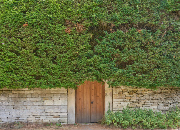 Wooden garden gate with a very tall green hedge