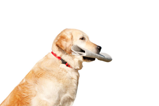 Golden Retriever with Newspaper, white background stock photo