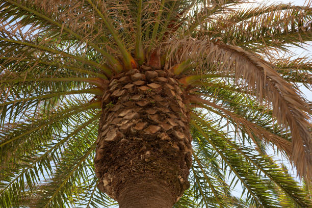 istock Palm tree close-up against the sky 1410990252