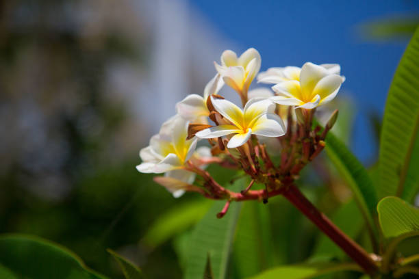 Frangipani - Plumeria Alba Flower