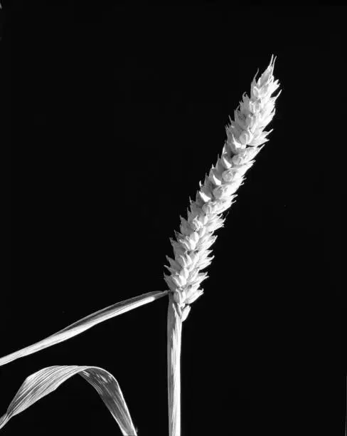 Delicate single barley ear on stalk in front of black background