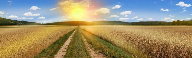 istock Wheat field grain harvest panorama landscape agriculture 1410991971