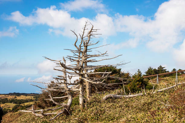 Hallasan Dead Wood