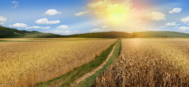istock Wheat field grain harvest panorama landscape agriculture 1410992074