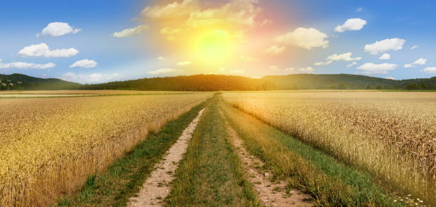 istock Wheat field grain harvest panorama landscape agriculture 1410992088