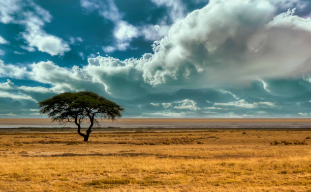 acacia tree single acacia tree in the middle of the grassland savannah, panoramic view botswana stock pictures, royalty-free photos & images