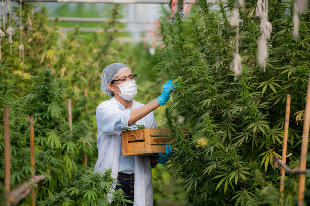 le portrait d’un chercheur dans un tablier porte une boîte en bois et recueille des échantillons de plantes de cannabis cultivées légalement et d’inflorescences de chanvre dans des serres pour inspection et contrôle de la qualité à des fins méd - agriculture greenhouse research science photos et images de collection