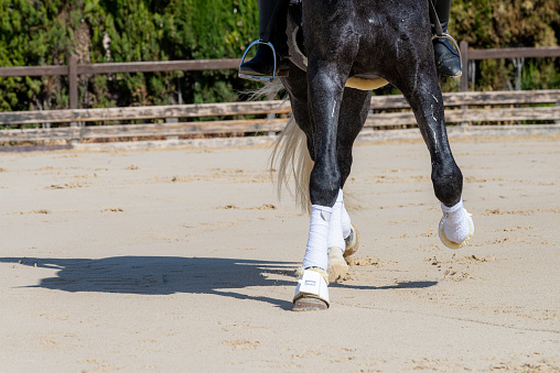 In equestrian center a thoroughbred horse is training, detail of the horse's galloping legs, legs protected with bandage to avoid injuries.