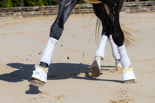 In equestrian center a thoroughbred horse is training, detail of the horse's galloping legs, legs protected with bandage to avoid injuries.