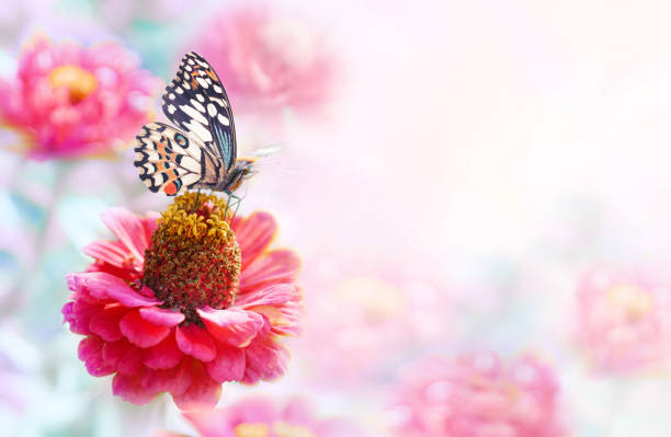 istock Beautiful background image with pink flowers and a butterfly, with space for text. 1410997615