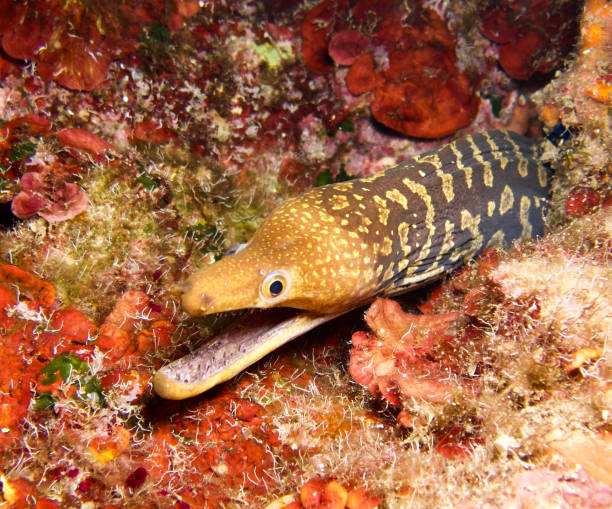 istock Fangtooth moray from Cyprus 1410997845