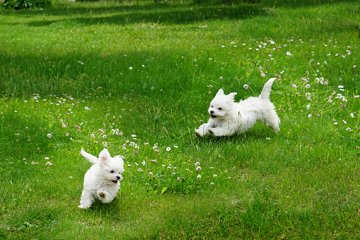 White fluffy cheerful happy pretty puppies of Maltese lapdogs are play running  on a green lawn. Puppies frolic running in pursuit .