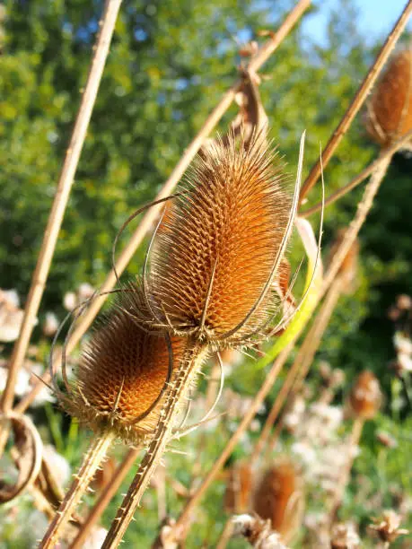 close up of a brown dry teasels in a meadow in autumn sunlight