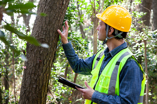 A helmeted person takes samples to survey the damage to a wooded area.