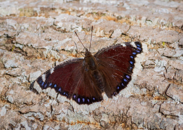istock Camberwell beauty butterfly on rough surface of tree trunk 1410999624