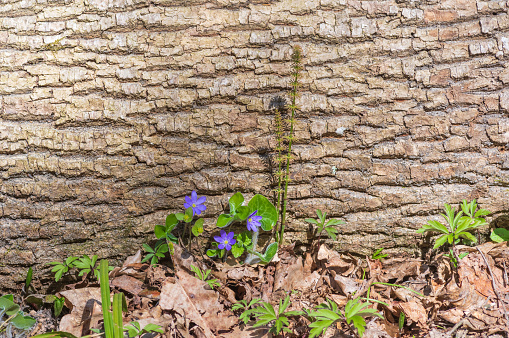 Closeup of blue flowers of anemone hepatica (hepatica nobilis) growing by old tree trunk in the forest