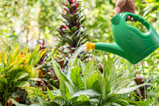 Watering plants in a lush garden with a green watering can. Gardening concept and plant care.