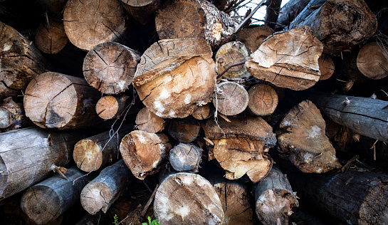 Large forestry wood pile