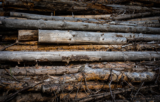 Large forestry wood pile