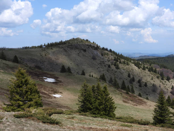 istock green tall pine trees growing on the mountain Kopaonik 1411000919