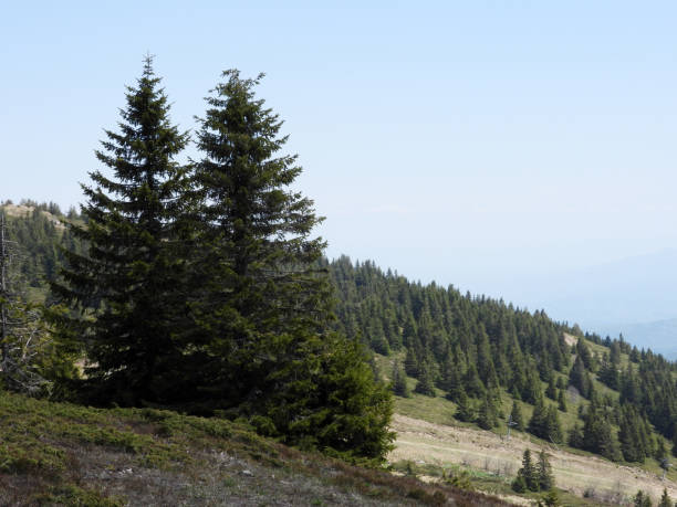 istock green tall pine trees growing on the mountain Kopaonik 1411000929