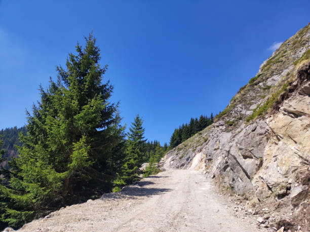 istock green tall pine trees growing on the mountain Kopaonik 1411001186