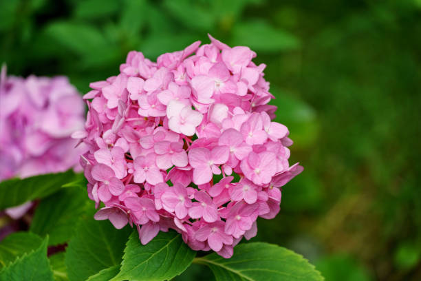 istock Soft selective macro focus of multicolored pink flowers hydrangea macrophylla against evergreen background. Elegant summer flower landscape, fresh wallpaper and nature background concept 1411001834