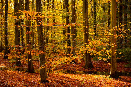 Forest landscape on the island Texel during the fall with golden and yellow leafs on the beech trees.