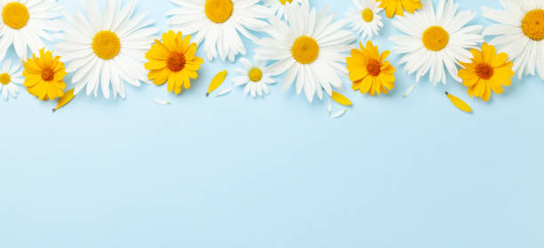 istock Chamomile garden flowers on blue background 1411003754