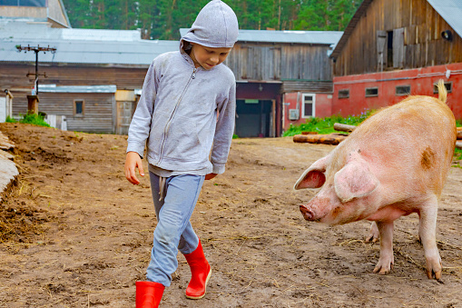 Little Boy with a pig on a farm