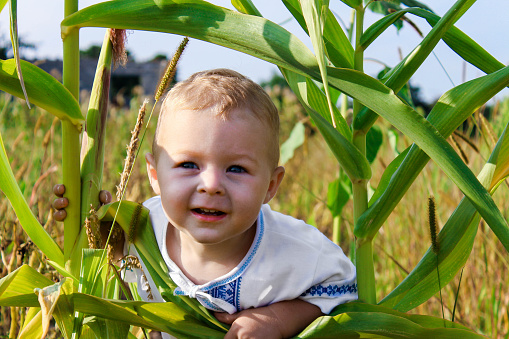 A little boy in traditional Ukrainian clothes in an agricultural field. The concept of harvesting.