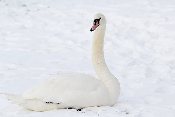 istock white swan in snow 141100484